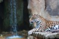 /album/humeur-feline/img-2260-jpg/