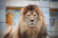 /album/humeur-feline/img-2283-jpg/