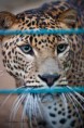 /album/humeur-feline/img-2579-jpg/